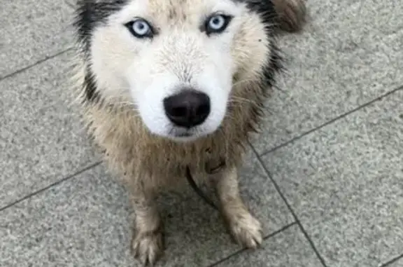 Найдена собака, Раменское, фото: Найдена хаска: ул. Железнодорожная, 30