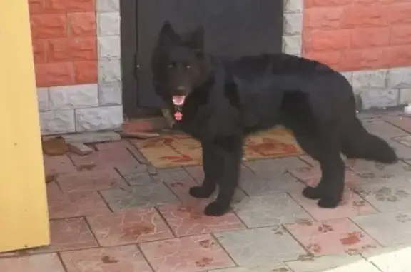 Пропала собака на ул. Жигаловка, Хрущёво