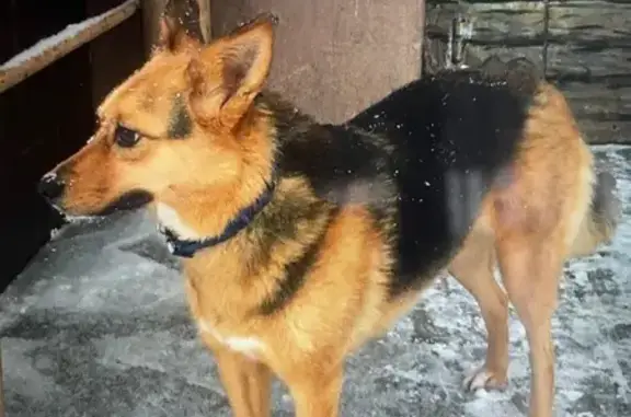 Собаки потеряшки, , фото: Потеряшка овчарка, Удмуртия