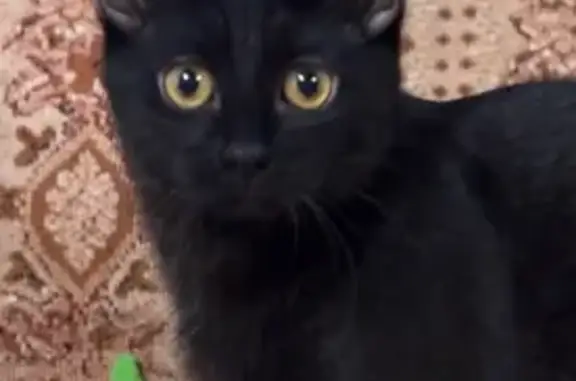 Пропала кошка, Яблочный проезд, Воронеж