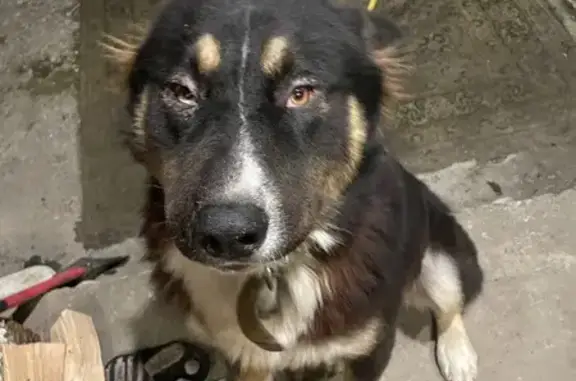 Собаки потеряшки, Ольгинка, фото: Потеряшка собака, Черноморская ул., Ольгинка