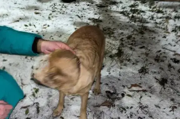 Найдена собака, Хабаровск, фото: Найдена собака, Волочаевская ул., Хабаровск