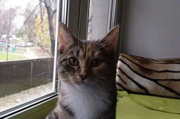 Найдена кошка, Москва, фото: Кошка найдена: Бакинская ул. 15, Москва