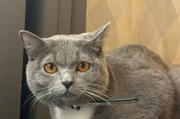 Кошки потеряшки, Челябинск, фото: Потеряшка кошка, ул. Чарчана, 20, Чел.