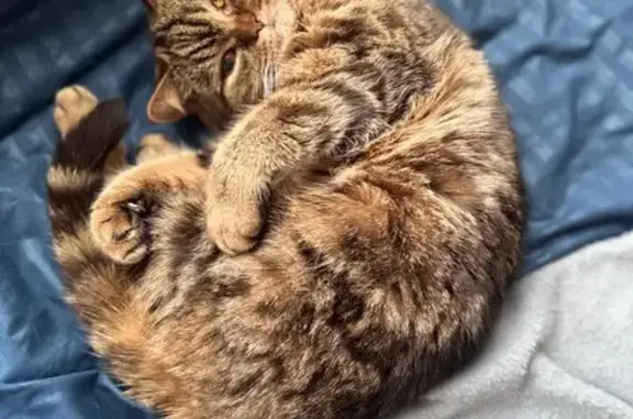 Кошки потеряшки, Петрозаводск, фото: Потеряшка кот, Балтийская ул. 11, Петрозаводск