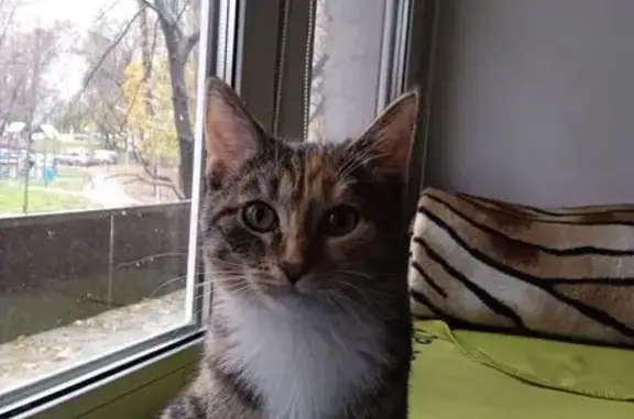 Найдена кошка, Москва, фото: Кошка найдена: Бакинская ул., 15, Москва