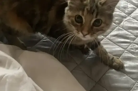 Пропала кошка, Весёлая ул., Зелёная Поляна