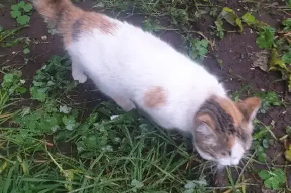 Найденные животные Петрозаводск, фото: Кошка найдена у подъезда, Гвардейская 11