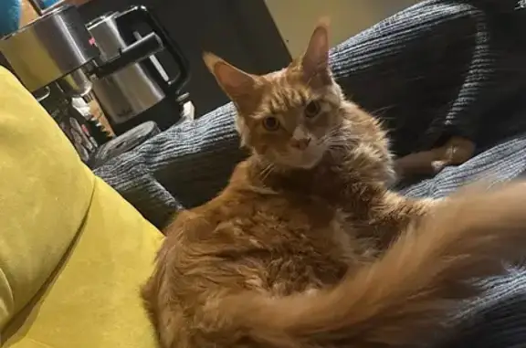 Пропал кот, ул. Павлика Морозова 25, Сочи