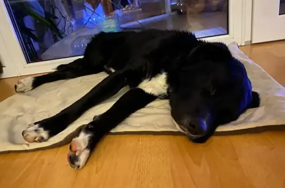 Собаки потеряшки, Анапа, фото: Найдена собака у магазина на Лермонтова, 118