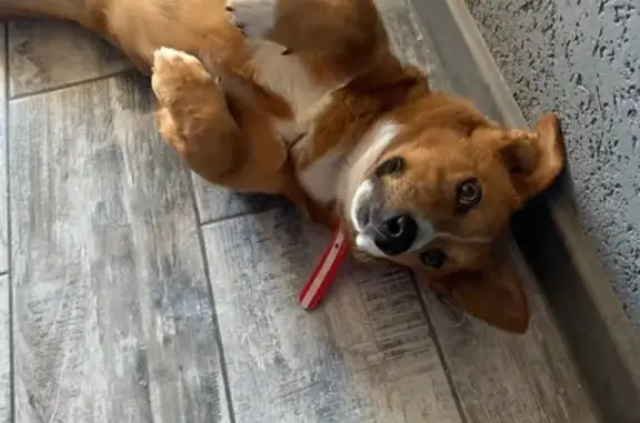 Найдена собака, Ростов-на-Дону, фото: Найдена собака на ул. Володарского, 146