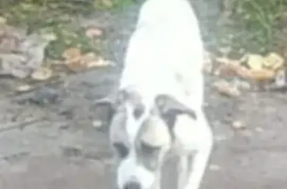 Найдена собака, Белавино, фото: Собака найдена: Светлая ул., 14, Белавино