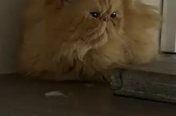 Калининград: найдена рыжая персидская кошка