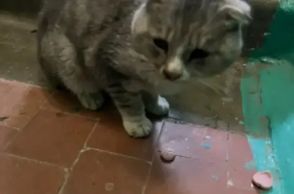 Найдена кошка, Чебоксары, фото: Кошка найдена: пр. Мира, 23А, Чебоксары