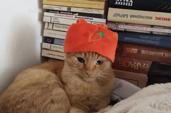 Пропала кошка, ул. Орджоникидзе, 8, Яр.