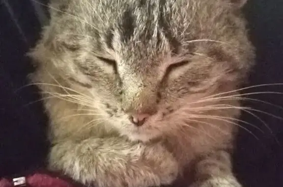 Найдена кошка, , фото: Кошка найдена: Набережная ул., Столпино