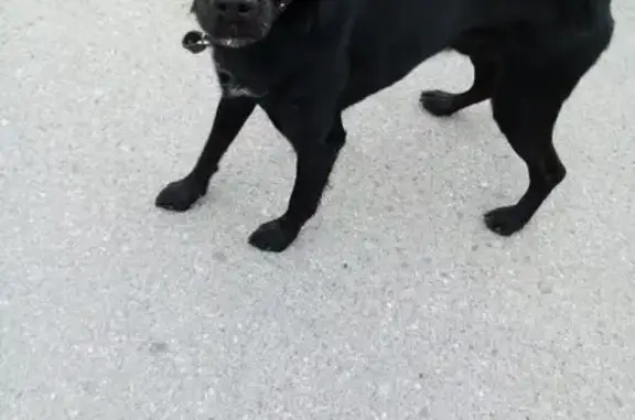 Найдена собака, городской округ Сургут, фото: Собака найдена: Сосновая ул., 65, Сургут