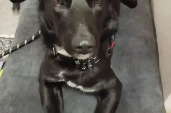 Найдена собака, Томская область, фото: Найдена собака, Томск, Томская область