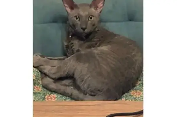 Пропала кошка, Софийская ул. 20