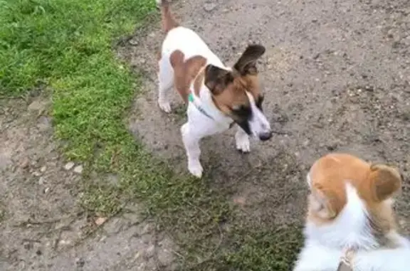 Собака найдена, ул. 40 лет Победы, Краснодар