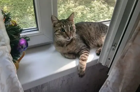 Пропала кошка, ул. Металлургов 14, Москва