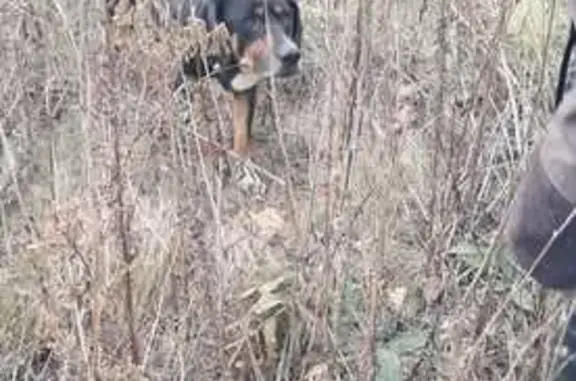 Найдена собака, , фото: Найдена собака, ул. Мусоргского 34А