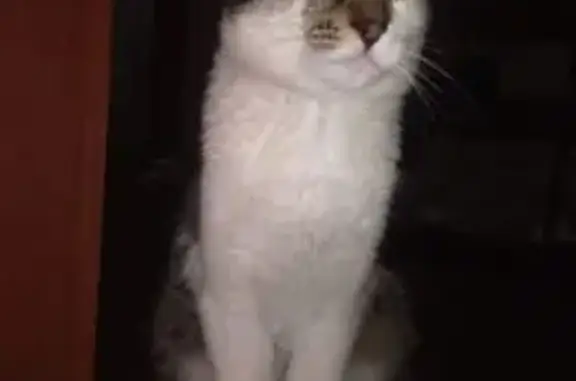 Пропала кошка, Набережная ул., Долгодеревенское