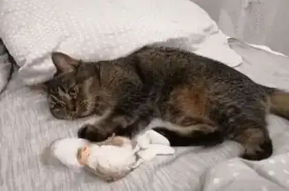 Кошки потеряшки, Казань, фото: Потеряшка кошка, Казан Яшьляре 15, Казань