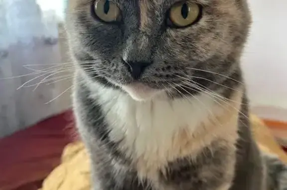 Пропала кошка, ул. Каляева 14, Красноуральск