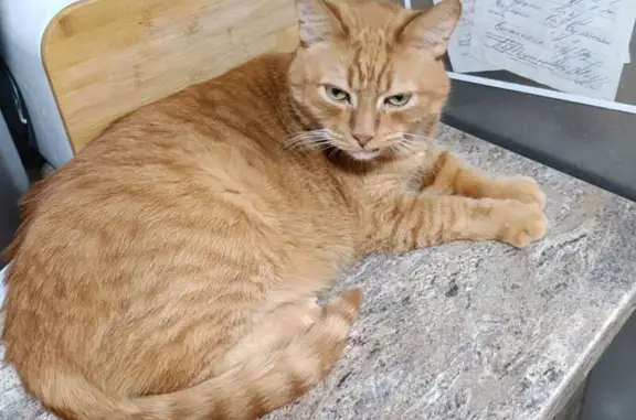 Пропала кошка Кузя, Качканар, 7