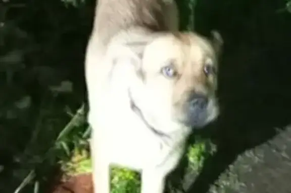 Найденные животные Ленинградская область, фото: Собака найдена в Коммолово, Ленобласть