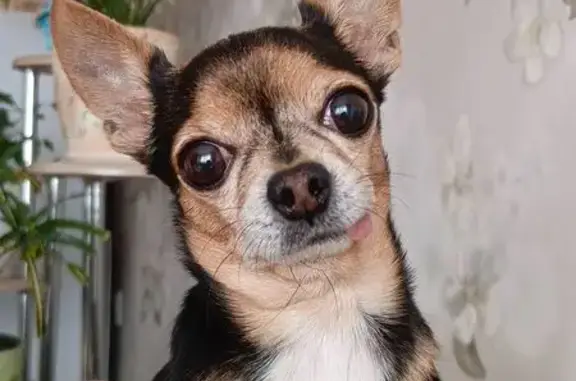 Пропала собака, ул. Некрасова 54, Тула