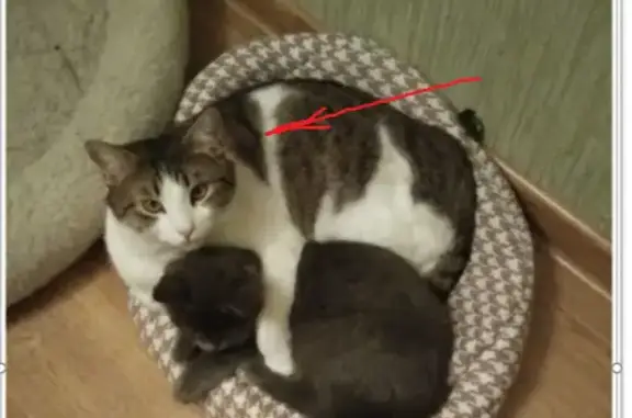 Пропала кошка, Карманкасы, Чувашия