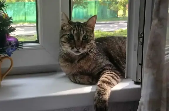 Пропала кошка, ул. Металлургов, 14, Москва