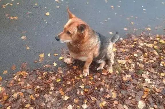 Найдена собака, Ярославль, фото: Собака найдена: ул. Судостроителей 25/9