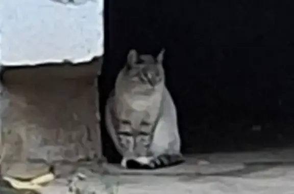 Кошка найдена: Корнейчука 38А, Москва