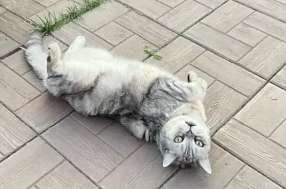 Кошки потеряшки, Самара, фото: Потеряшка кошка, Ново-Охтинская 21, Самара