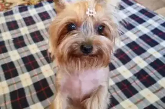 Пропала собака на Судостроительной, 155