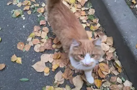 Кошка найдена: Комсомольская, Хабаровск