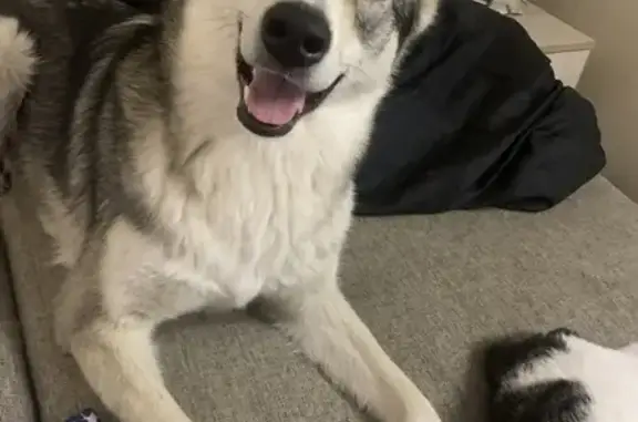 Пропала собака у Святогорья, Хабаровск