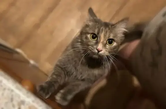 Кошка найдена: ул. Истомина, 70, Хабаровск