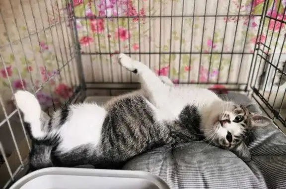 Кошка найдена: ул. Калинина, 94, Хабаровск