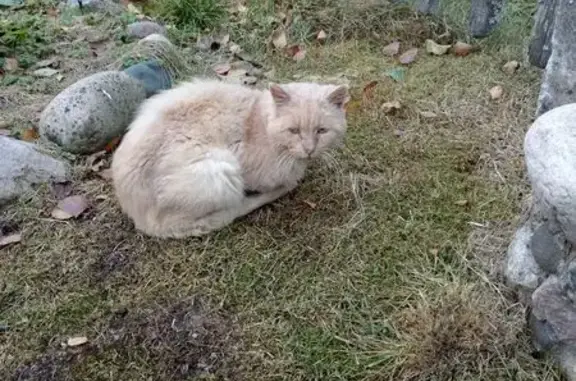 Найденные животные Петрозаводск, фото: Кошка найдена в СНТ, 27 км от Петрозаводска