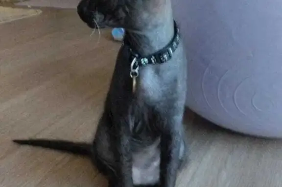 Пропал кот сфинкс, Иваньково, Москва