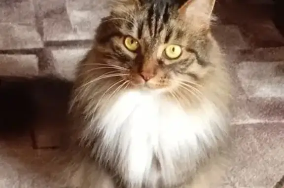 Пропала кошка, Молодёжный бул., 9, Оленегорск