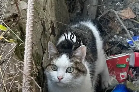 Найдена кошка, Миасс, фото: Кошка найдена: пр. Макеева, 10, Миасс