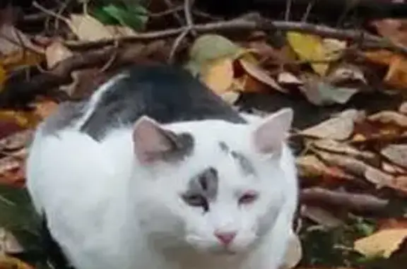 Кот у парадной, Гражданский пр. 66 к2