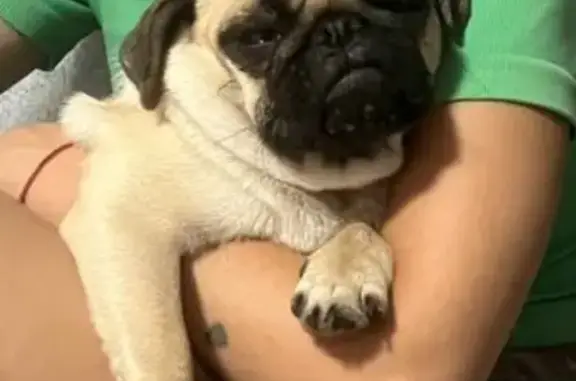 Пропала собака в селе Великое, Крым