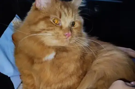 Кошки потеряшки, Томск, фото: Потеряшка кошка, СТ Петрово, ул. Центральная