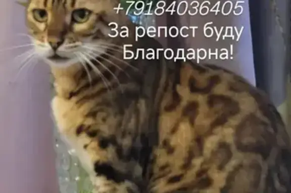 Пропала кошка, Сочи, ул. Ленина